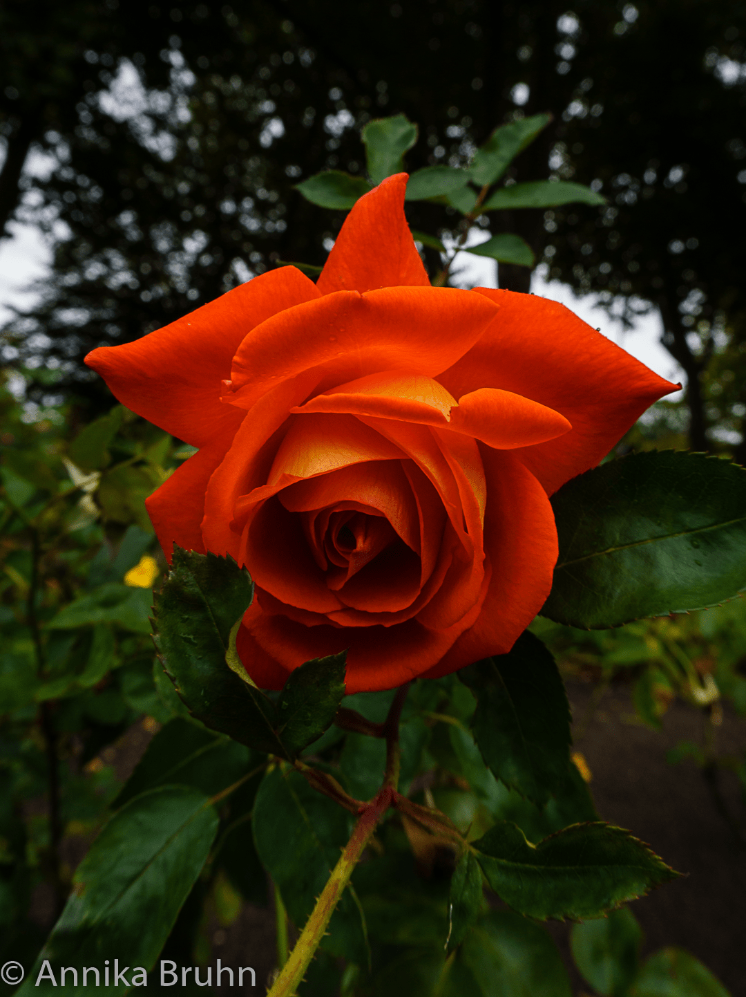 Rote Rose